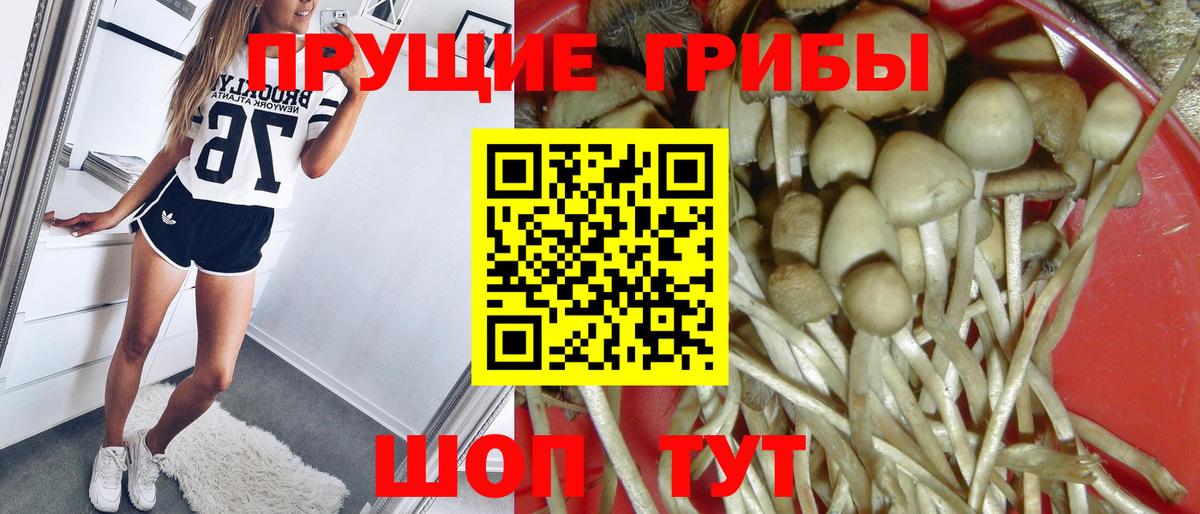Саранск  Псилоцибиновые грибы MAGIC MUSHROOMS  Вход с VPN  Галлюциногенные грибы GOLDEN TEACHER 